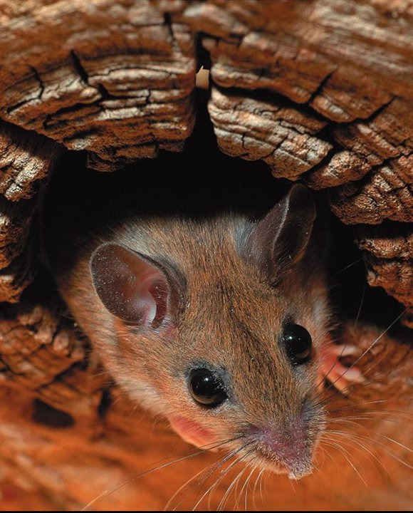 Rodent Management