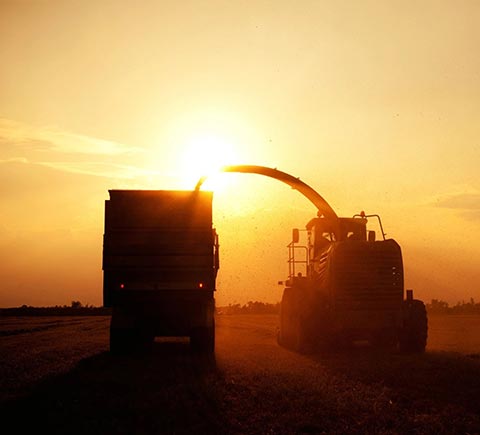 Harvest sunset background