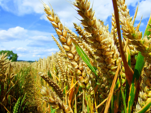 Golden wheat field in Ontario