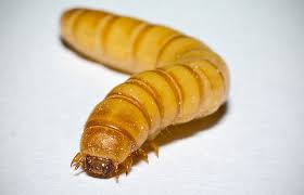 Yellow Meal Worm, attack stored grain and grain products