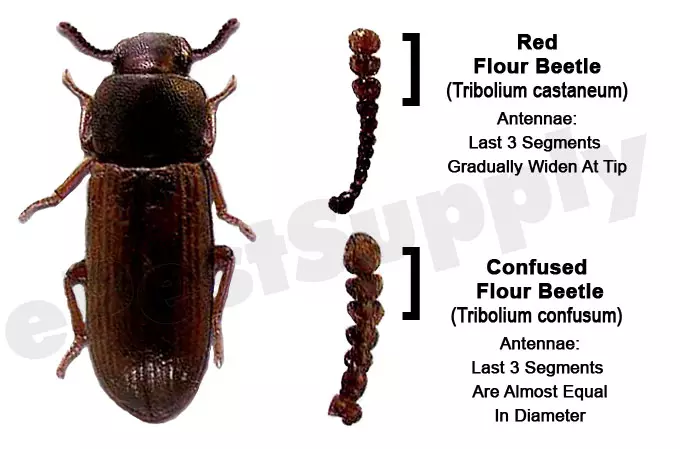 Confused Red Flour Beetle, infesting stored flour and grain