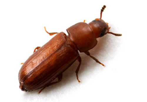 Closeup of a Pest called the Red Flour Beetle